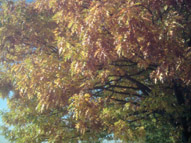 Eiche im Herbstkleid.