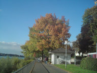 Herbstspaziergang: In der Mitte sieht man einen Weg. Links davon fliesst der Rhein und rechts befindet sich ein Grünstreifen auf dem ein kleines rechteckiges weißes Haus steht. Dahinter stehen zwei Bäume im Herbstlaub. 