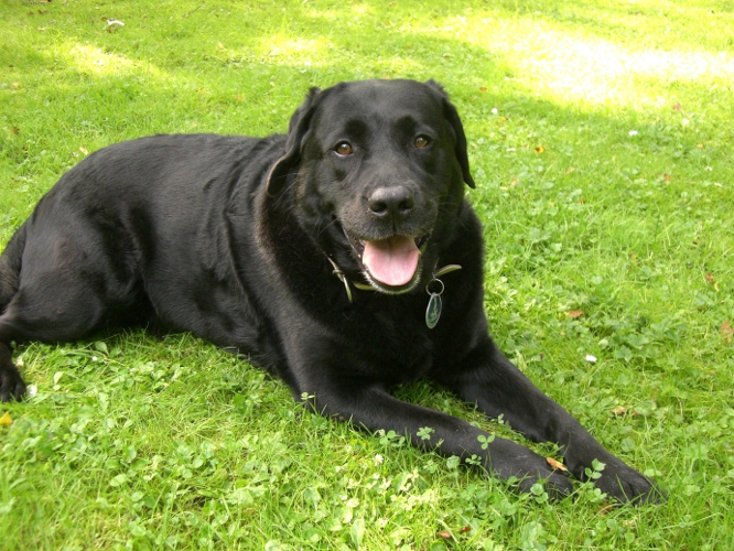 Die schwarze Labradorhündin Fara auf dem Rasen.