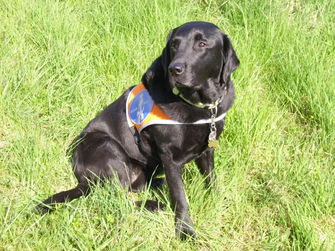 Die schwarze Labradorhündin Selma auf dem Rasen.