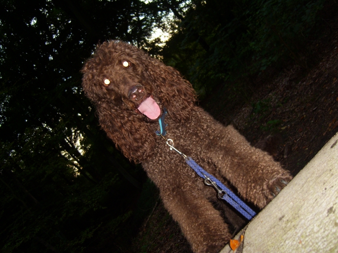 Großpudel Ken schaut über einen Baumstamm, ob er dort etwas findet. Er legt die linke Vorderpfote auf den Stamm.